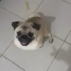 كلب فصيلة بق