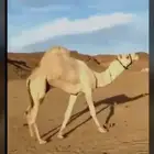 فحل كفوو