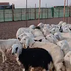 تيوس للبيع