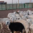 مالذ وطاب من الحريات