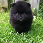 Pomeranian  mini toy poodle  shitzu  yorki  chiuaua