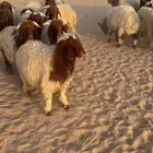 خروف نعيمي جبر