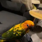 طير صن كنيور مفقود