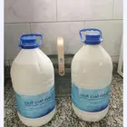 حليب ماعز طازج يوميا