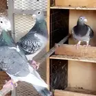 زاجل جان اردن