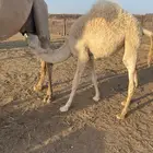 بكره عمرها 6 شهور