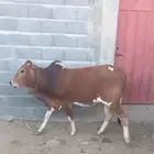 عجل للبيع