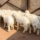 طليان حريه بريه على الشرط