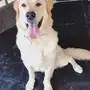 Golden retriever