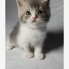 للبيع سكوتش فولد