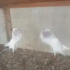 نفاخ أبومريان نفاخ نرويجي