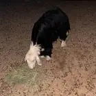 رخل نجديه للبيع