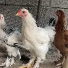 صوص براهما للبيع