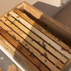 نحل بلدي غنامي
