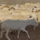 رخال رفيد مراح وين اللي بيقنا وين اللي بيترزق الله