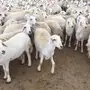 غنم للبيع 