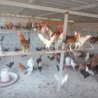 ديوك 5 شهور ونصف للبيع خليص