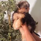 Yorkishaier يوركي شاير
