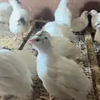 سمان تكسس