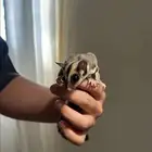 شوقر قلايدر