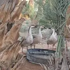 وز عراقي اصل للبيع