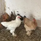 دجاج براهما