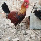 دجاج عربي ترثه أصيل
