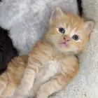 3 كيتن للتبني بمبلغ رمزي