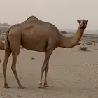 ناقه حايل للبيع