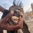 معزا عوارض