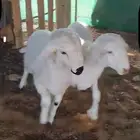 هرافي العمر ثلاث شهور