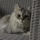 قطه شيرازيه انثى