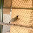 حجل ابو خد اسود