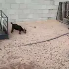 ماعز قزم والبيع جملة