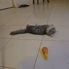 للتبني قطوة شيرازية مجنونة لعب ماشاء الله