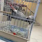 كاسكو ثلجي متكلم جرئ