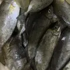 سمك صافي سيجان