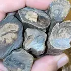 نوادر العود الارياني صك سلطاني خط كمبودي