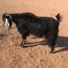 فحل عارضي اعطر