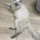 قط هملايا للتبني