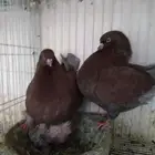 زوجين حمام كنق سوبر جامبو منتجه