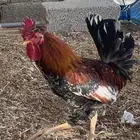 ديك بلدي ترثة سلالة صافية أفرق ماكنتوش العمر فوق 6 شهور