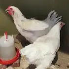 جوز دجاج الماني عملاق