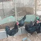 طقمين دجاج اسود