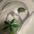 سلحفاة للبيع