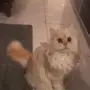 قطة  للتبني