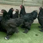 بشاير براهما