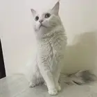 قطه معقمه ومعاها اغراض