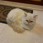 قطة امريكية