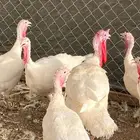 رومي ابيض منتج وصحة مشروطة
